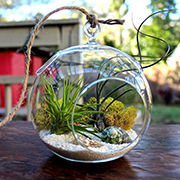 Terrarium